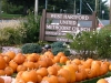 WHUMC Pumpkin Patch